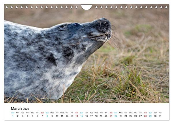 Produktbild: Grey Seal Pups of Donna Nook (Wall Calendar 2026 DIN A4 landscape), CALVENDO 12 Month Wall Calendar
