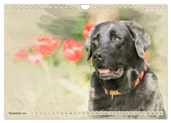 Produktbild: Labrador Retriever 2026 (Wandkalender 2026 DIN A4 quer), CALVENDO Monatskalender