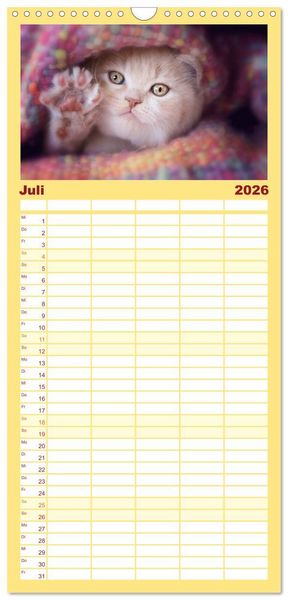 Produktbild: Familienplaner 2026 - Niedliche BKH Katzenkinder mit 5 Spalten (Wandkalender, 21 x 45 cm) CALVENDO