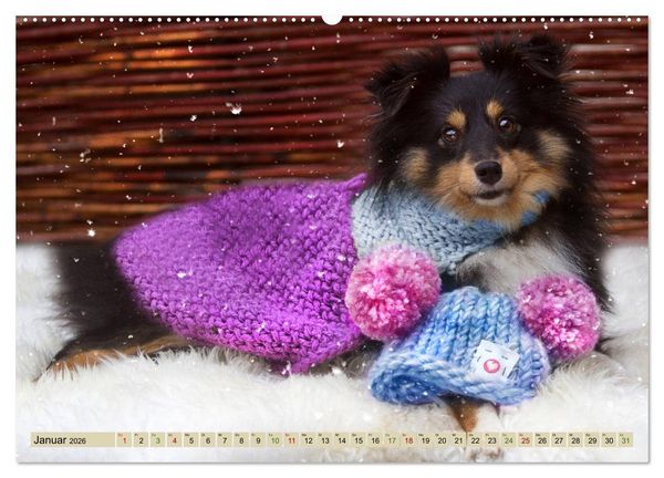 Produktbild: SHELTIES Liebe auf 4 Pfoten (Wandkalender 2026 DIN A2 quer), CALVENDO Monatskalender