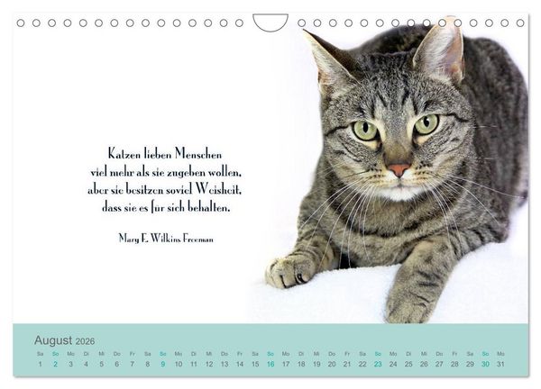 Produktbild: Katzenzitate 2026 (Wandkalender 2026 DIN A4 quer), CALVENDO Monatskalender