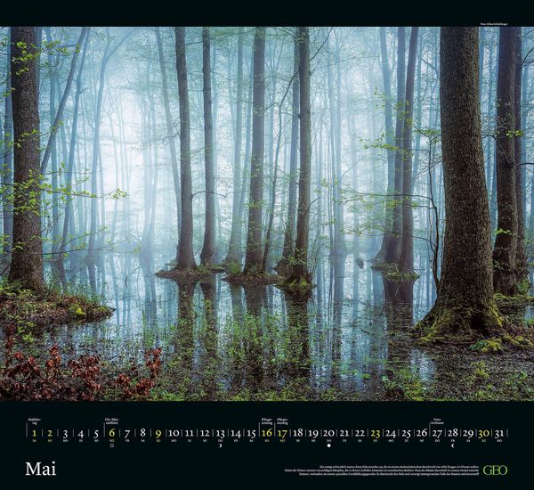 Produktbild: GEO Kalender: Sehnsucht Wald 2027