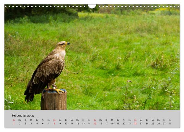 Produktbild: Scharfblick (Wandkalender 2026 DIN A3 quer), CALVENDO Monatskalender