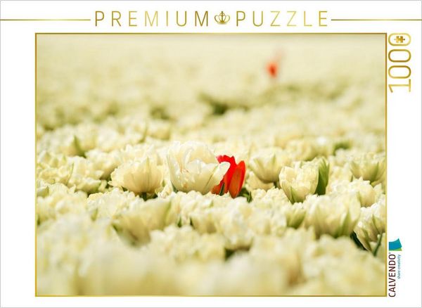 Produktbild: CALVENDO Puzzle Schneewei&szlig;e und rosarote Tulpen in Julianadorp | 1000 Teile Lege-Gr&ouml;&szlig;e 64x48cm Foto-Puzzle f&uuml;r gl&uuml;ckliche Stunden