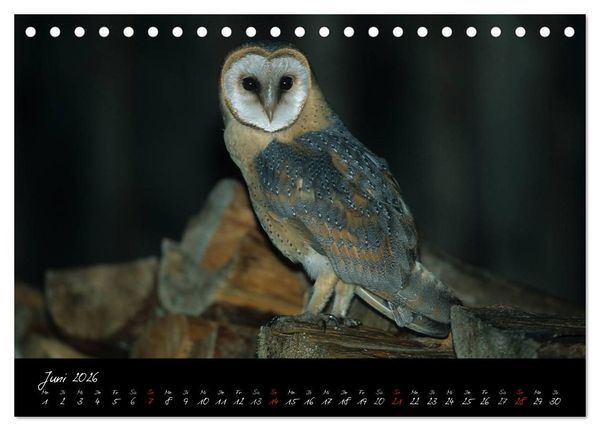 Produktbild: Heimische Eulen und Greife (Tischkalender 2026 DIN A5 quer), CALVENDO Monatskalender