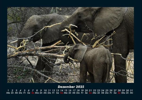 Produktbild: Der Elefantenkalender 2025 Fotokalender DIN A4