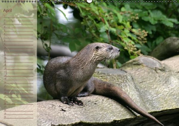 Produktbild: Fischotter Geburtstagskalender (Wandkalender immerw&auml;hrend DIN A2 quer)