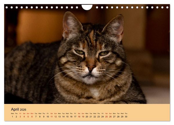 Produktbild: Our farm animals (Wall Calendar 2026 DIN A4 landscape), CALVENDO 12 Month Wall Calendar