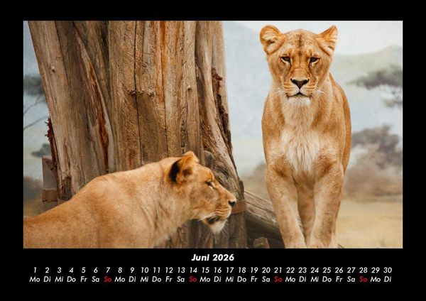 Produktbild: L&ouml;wen in der Wildnis 2026 Fotokalender DIN A3