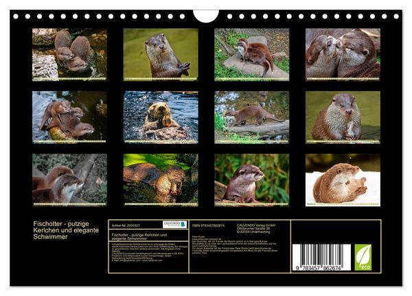 Produktbild: Fischotter - putzige Kerlchen und elegante Schwimmer (Wandkalender 2026 DIN A4 quer), CALVENDO Monatskalender