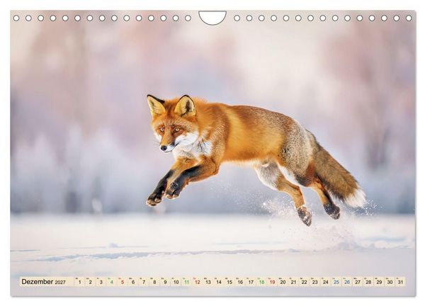 Produktbild: F&uuml;chse in Pastellfarben (Wandkalender 2027 DIN A4 quer), CALVENDO Monatskalender