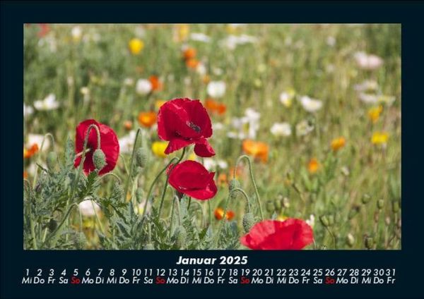 Produktbild: Pflanzen und Bl&uuml;ten 2025 Fotokalender DIN A5