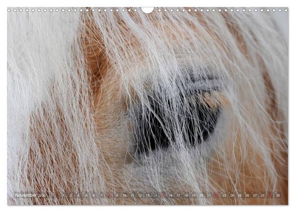 Produktbild: Haflinger Sch&ouml;nheiten (Wandkalender 2026 DIN A3 quer), CALVENDO Monatskalender