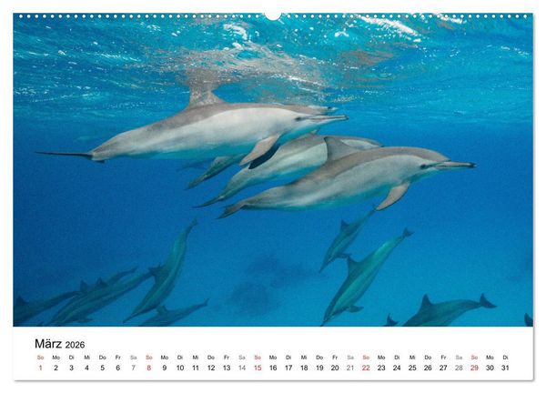 Produktbild: Highlights aus dem Meer - Tauchkalender (Wandkalender 2026 DIN A2 quer), CALVENDO Monatskalender