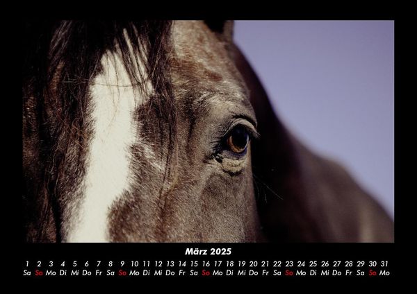 Produktbild: Die Welt der Pferde 2025 Fotokalender DIN A3