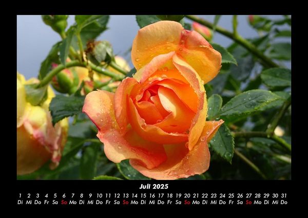 Produktbild: Rosentraum 2025 Fotokalender DIN A3