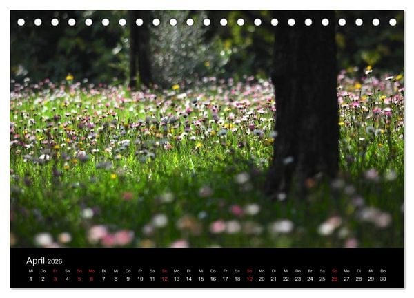 Produktbild: Provence 2026 - Stille Bilder (Tischkalender 2026 DIN A5 quer), CALVENDO Monatskalender
