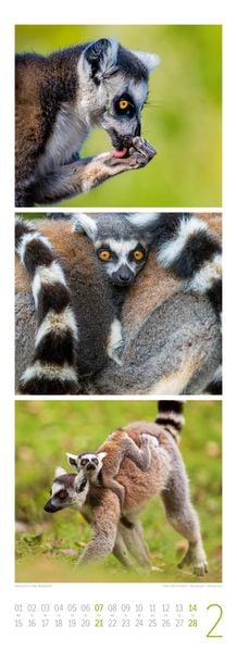 Produktbild: Tierwelten Triplet-Kalender 2027 | Artenvielfalt & Lebensr&auml;ume
