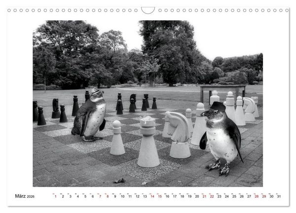 Produktbild: Pinguine privat (Wandkalender 2026 DIN A3 quer), CALVENDO Monatskalender