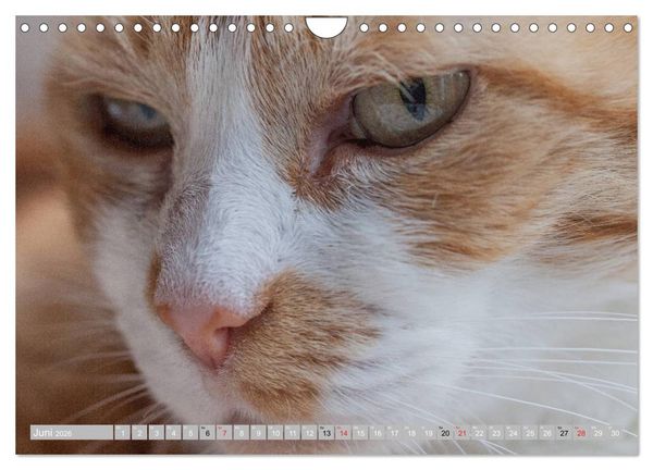 Produktbild: Katzen Pers&ouml;nlichkeiten 2026 (Wandkalender 2026 DIN A4 quer), CALVENDO Monatskalender