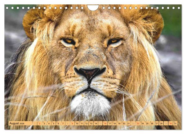 Produktbild: Tiere Schau mir in die Augen (Wandkalender 2026 DIN A4 quer), CALVENDO Monatskalender
