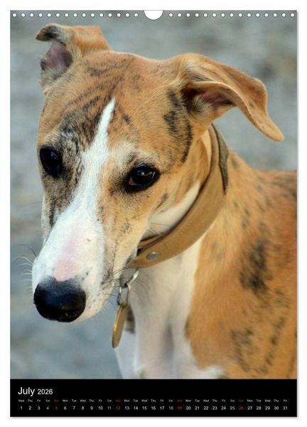 Produktbild: Beautiful Whippets (Wall Calendar 2026 DIN A3 portrait), CALVENDO 12 Month Wall Calendar