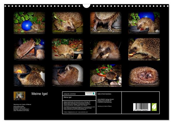 Produktbild: Meine Igel (Wandkalender 2026 DIN A3 quer), CALVENDO Monatskalender
