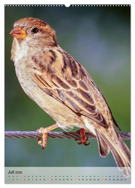 Produktbild: V&ouml;gel - gefiederte Freunde in unserer Natur (Wandkalender 2026 DIN A2 hoch), CALVENDO Monatskalender