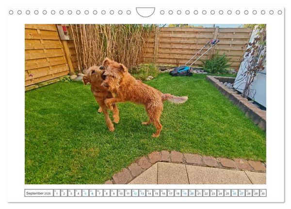 Produktbild: Chiara, ein junger Irish Terrier (Wandkalender 2026 DIN A4 quer), CALVENDO Monatskalender