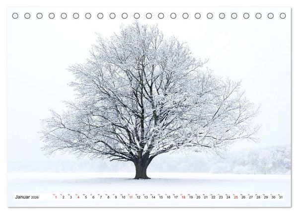 Produktbild: Die Buche: 12 Baumportr&auml;ts (Tischkalender 2026 DIN A5 quer), CALVENDO Monatskalender