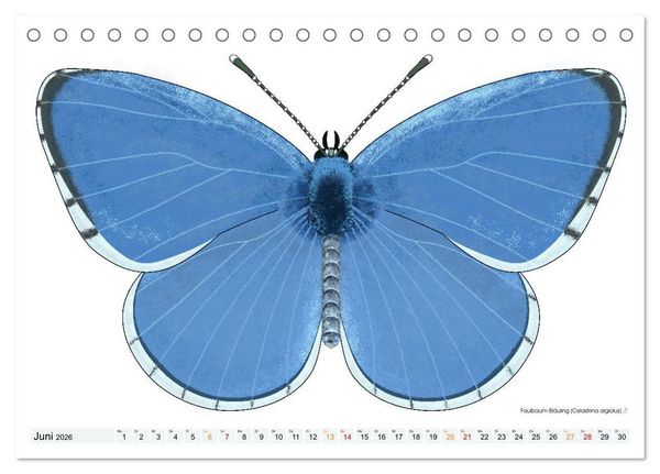 Produktbild: Schmetterlinge illustriert (Tischkalender 2026 DIN A5 quer), CALVENDO Monatskalender
