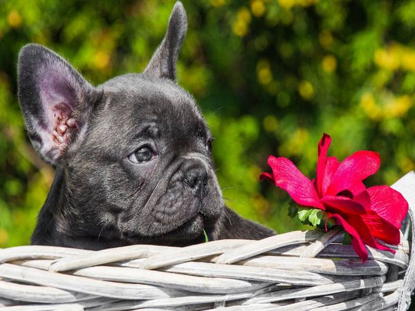 Produktbild: CALVENDO Puzzle Franz&ouml;sische Bulldogge Welpe | 1000 Teile Lege-Gr&ouml;&szlig;e 64x48cm Foto-Puzzle f&uuml;r gl&uuml;ckliche Stunden