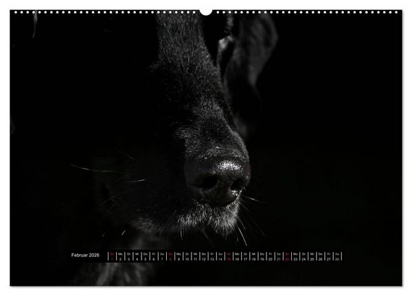 Produktbild: Flatcoated Retriever Black Edition (hochwertiger Premium Wandkalender 2026 DIN A2 quer), Kunstdruck in Hochglanz
