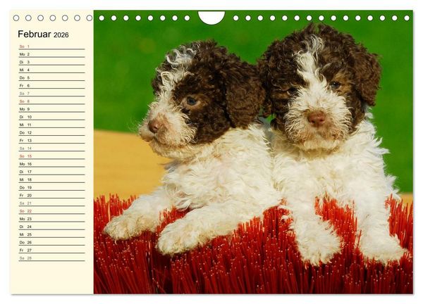Produktbild: Lagotto Romagnolo - Italienischer Tr&uuml;ffelhund (Wandkalender 2026 DIN A4 quer), CALVENDO Monatskalender