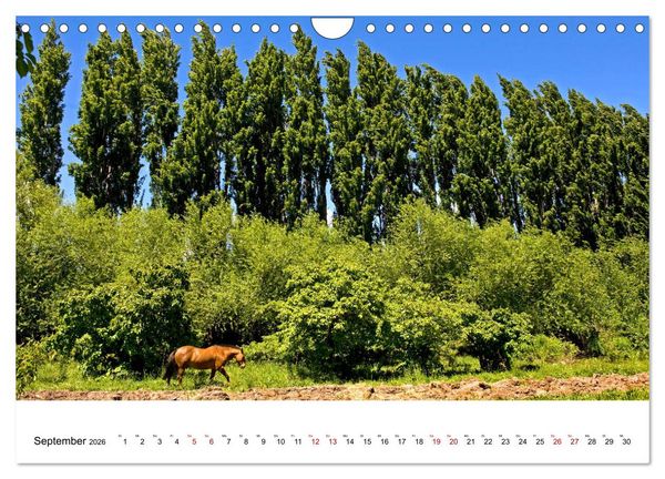 Produktbild: Faszinierendes Patagonien (Wandkalender 2026 DIN A4 quer), CALVENDO Monatskalender