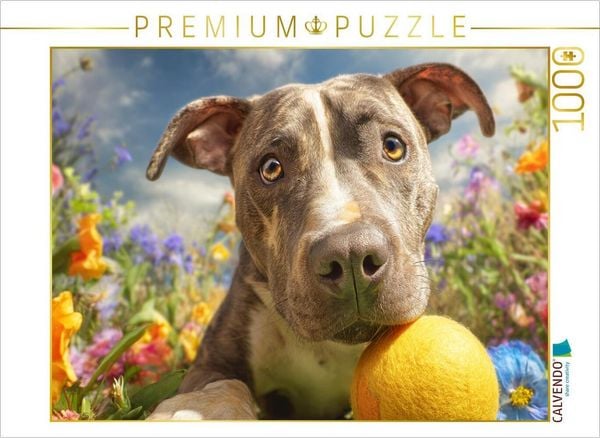 CALVENDO Puzzle Pit Bull mit Ball | 1000 Teile Lege-Größe 64x48cm Foto-Puzzle für glückliche Stunden