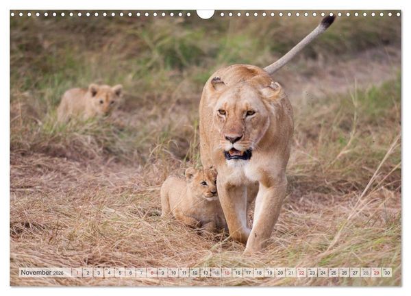 Produktbild: Emotionale Momente: Liebenswerte L&ouml;wenbabys (Wandkalender 2026 DIN A3 quer), CALVENDO Monatskalender