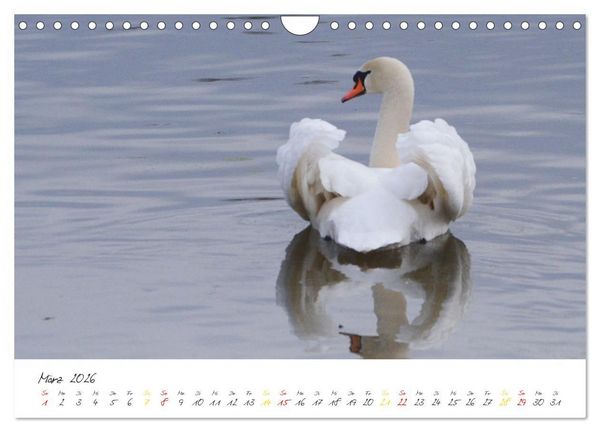 Produktbild: Schw&auml;ne, Liebe f&uuml;r die Ewigkeit (Wandkalender 2026 DIN A4 quer), CALVENDO Monatskalender