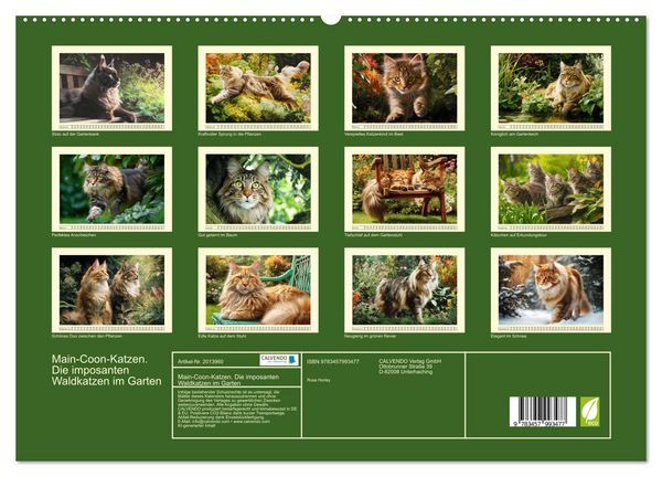 Produktbild: Main-Coon-Katzen. Die imposanten Waldkatzen im Garten (hochwertiger Premium Wandkalender 2026 DIN A2 quer), Kunstdruck in Hochglanz