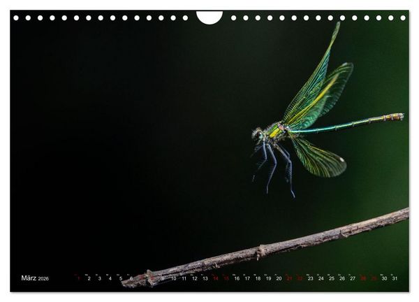 Produktbild: Naturwunder Libellen (Wandkalender 2026 DIN A4 quer), CALVENDO Monatskalender