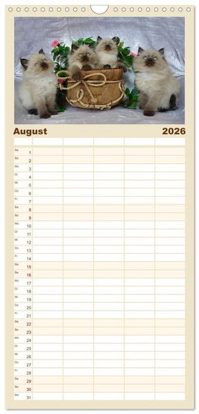 Produktbild: Familienplaner 2026 - Katzenparade mit 5 Spalten (Wandkalender, 21 x 45 cm) CALVENDO