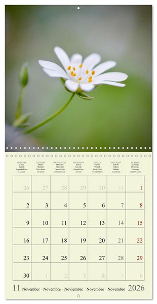 Produktbild: Fleurs du pays des r&ecirc;ves (Calendrier mural carr&eacute; 2026 30x30 cm) Calendrier double avec une page pour vos prises de notes