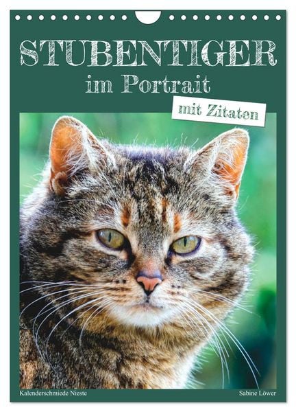 Produktbild: Stubentiger im Portrait (Wandkalender 2026 DIN A4 hoch), CALVENDO Monatskalender