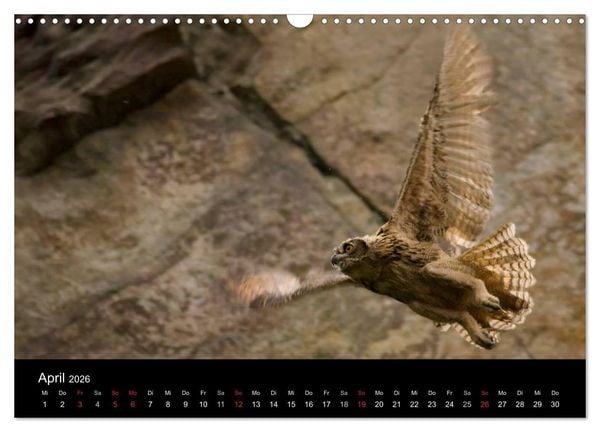 Produktbild: Uhu - K&ouml;nig der Nacht (Wandkalender 2026 DIN A3 quer), CALVENDO Monatskalender