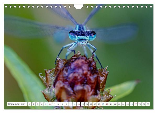 Produktbild: Kleines ganz gro&szlig; - Makrofotografie (Wandkalender 2026 DIN A4 quer), CALVENDO Monatskalender