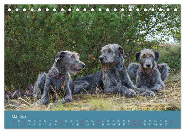 Produktbild: Irische Wolfshunde (Tischkalender 2026 DIN A5 quer), CALVENDO Monatskalender