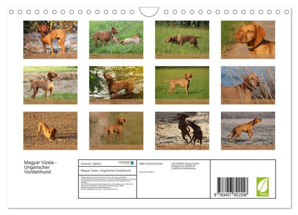 Produktbild: Magyar Vizsla - Ungarischer Vorstehhund (Wandkalender 2026 DIN A4 quer), CALVENDO Monatskalender