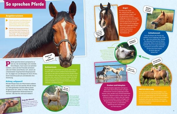 Produktbild: WAS IST WAS Pferde und Ponys