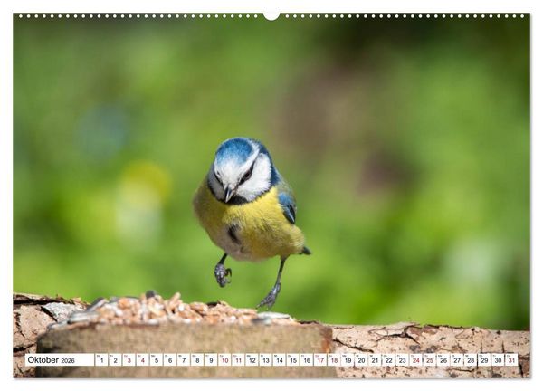 Produktbild: Sch&ouml;nheiten im Federkleid - Heimische Wildv&ouml;gel im Portrait (Wandkalender 2026 DIN A2 quer), CALVENDO Monatskalender