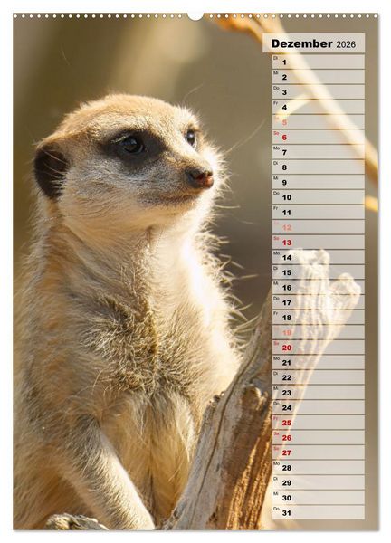 Produktbild: Erdm&auml;nnchen, putzige Kerlchen mit gro&szlig;en Knopfaugen (Wandkalender 2026 DIN A2 hoch), CALVENDO Monatskalender
